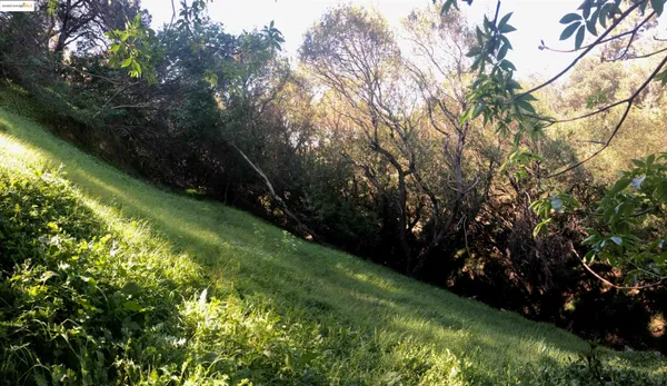 a view of a tree in a yard