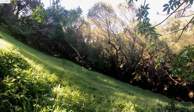 a view of a tree in a yard