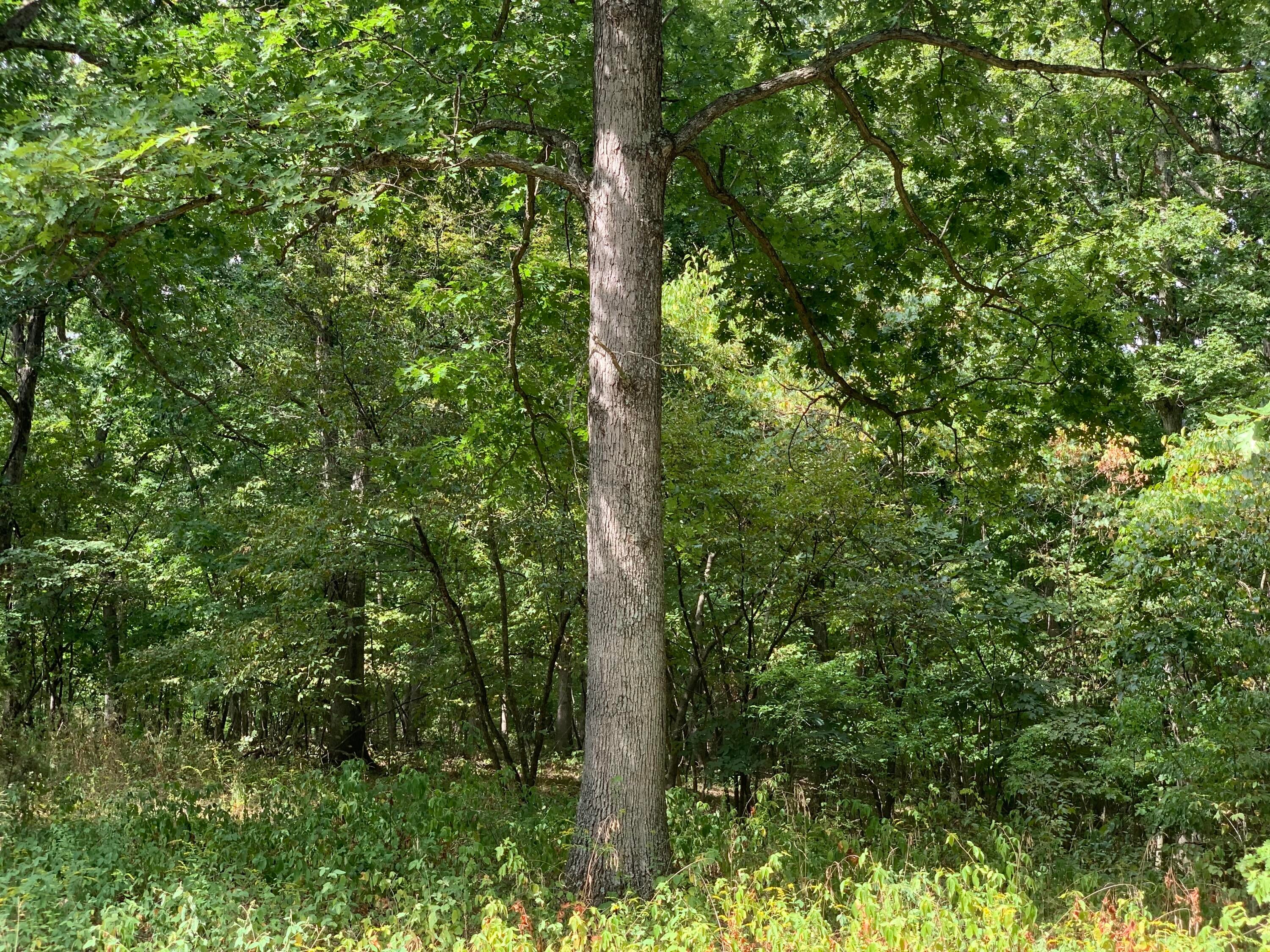 Branch Road Fulton, MO 65251 - Photo 6 of 10 404