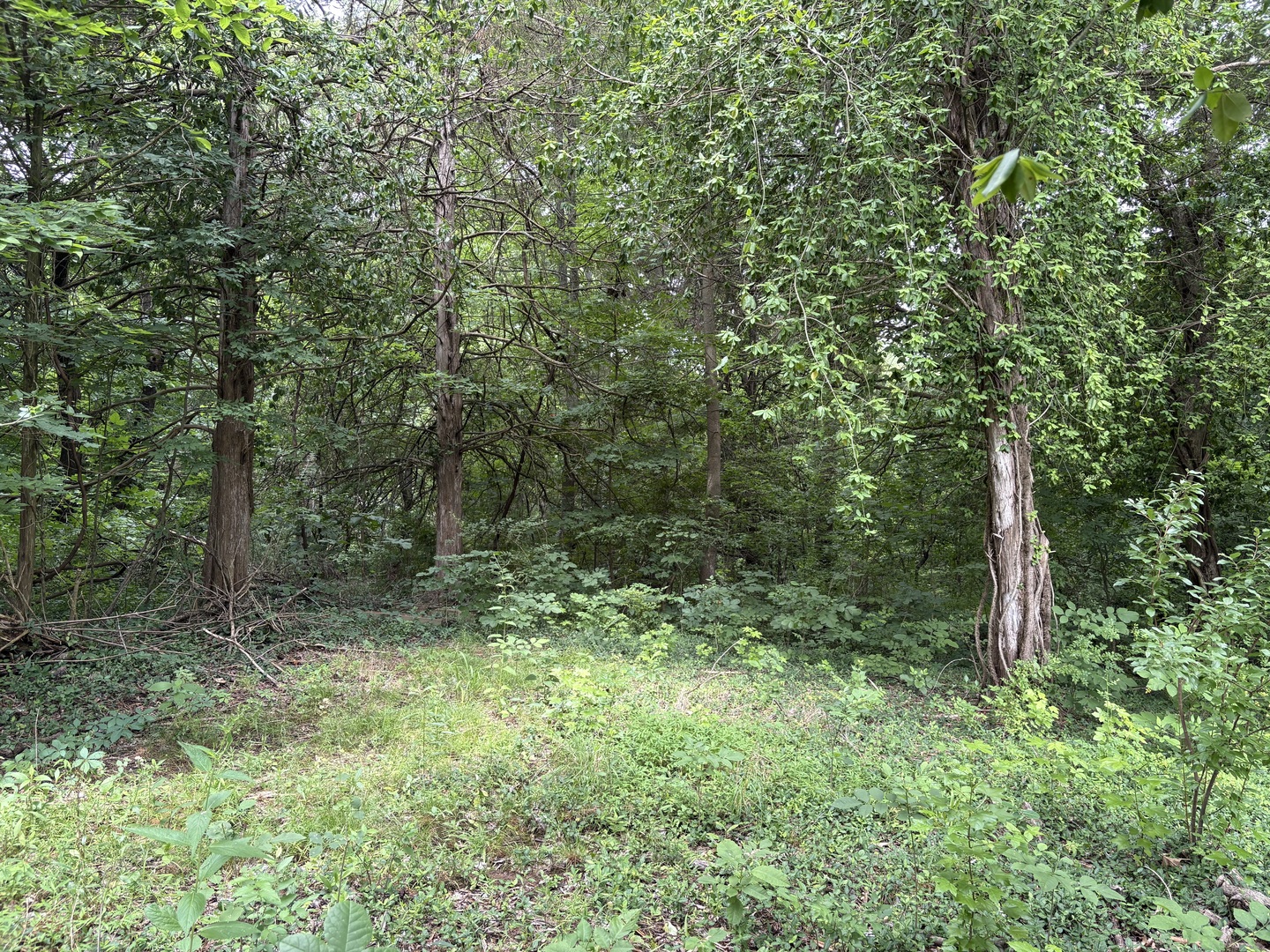 3258 Grassy Road Carbondale, IL 62902 - Photo 3 of 17