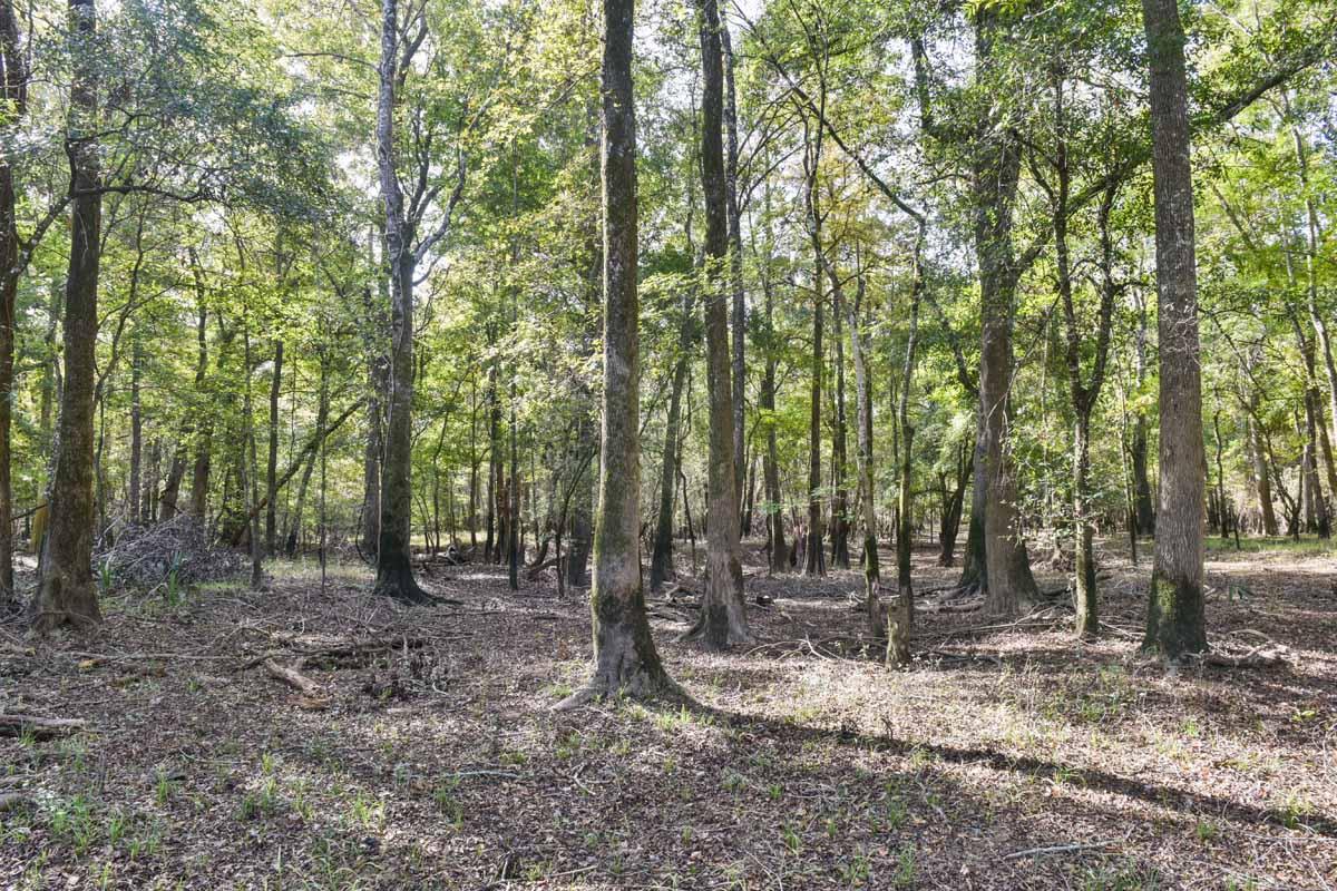 467 Weenee Road Jamestown, SC 29453 - Photo 22 of 49 467WeeNeeJamestownSC-7426