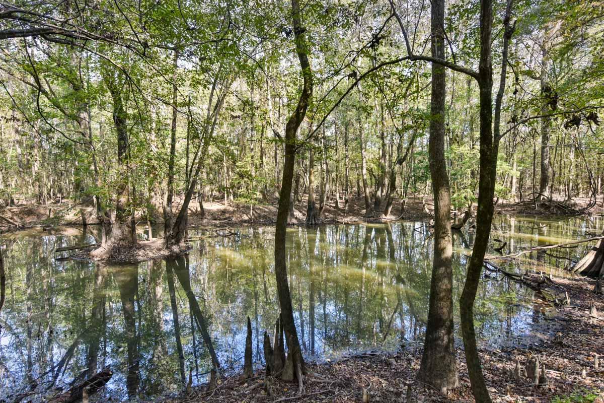 467 Weenee Road Jamestown, SC 29453 - Photo 33 of 49 467WeeNeeJamestownSC-7451