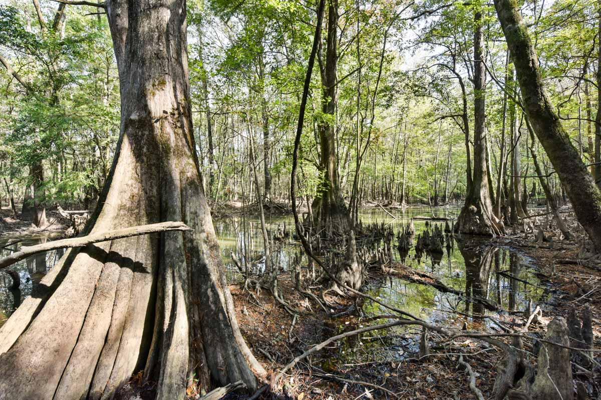 467 Weenee Road Jamestown, SC 29453 - Photo 34 of 49 467WeeNeeJamestownSC-7454