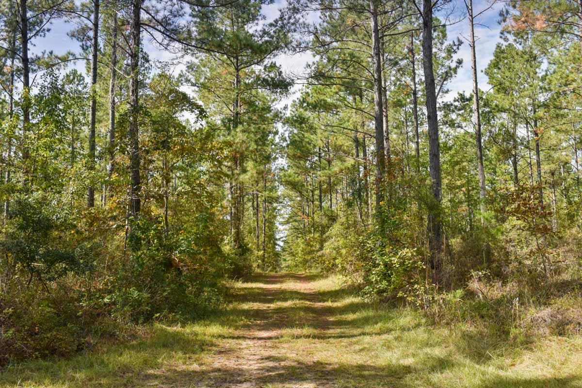 467 Weenee Road Jamestown, SC 29453 - Photo 45 of 49 467WeeNeeJamestownSC-7508
