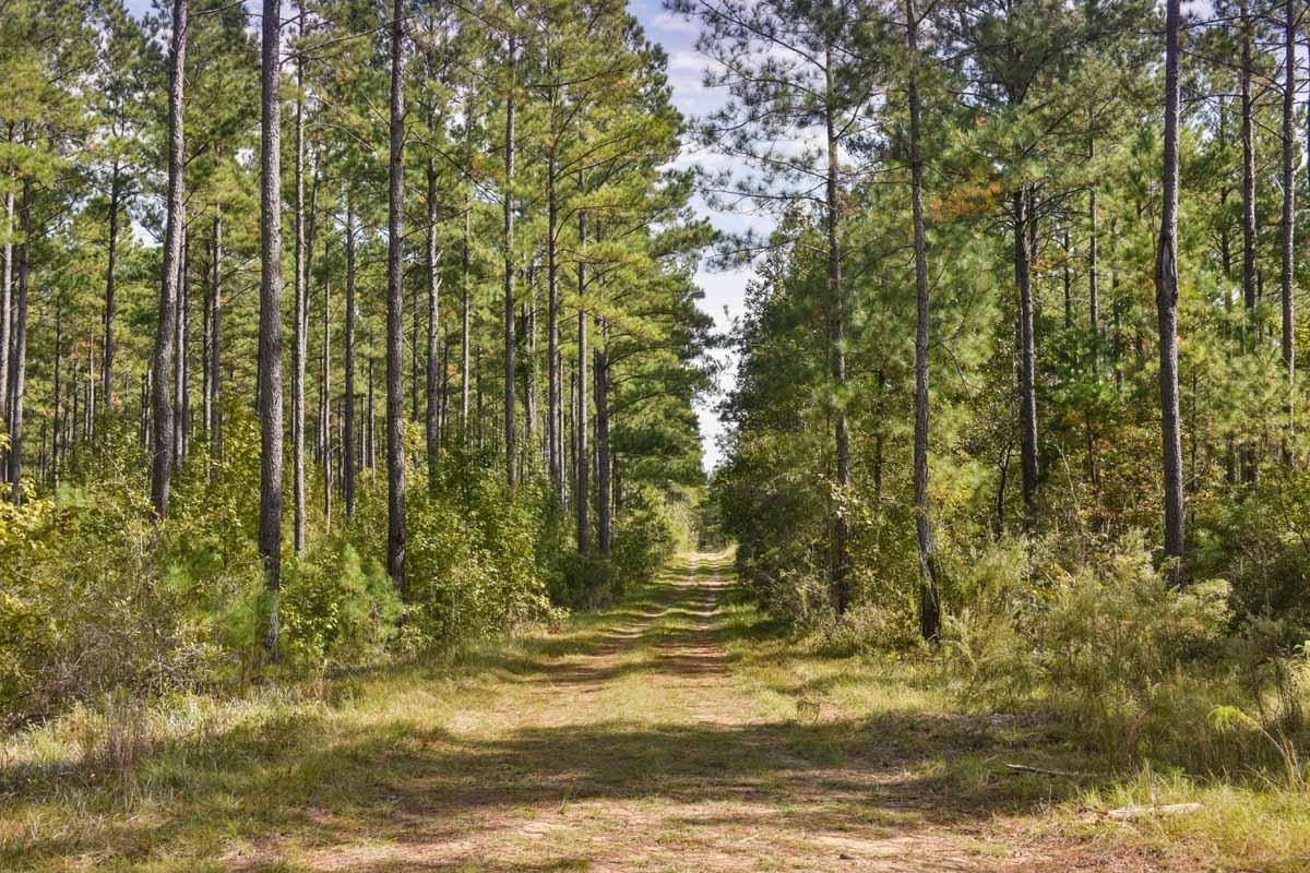 467 Weenee Road Jamestown, SC 29453 - Photo 46 of 49 467WeeNeeJamestownSC-7509