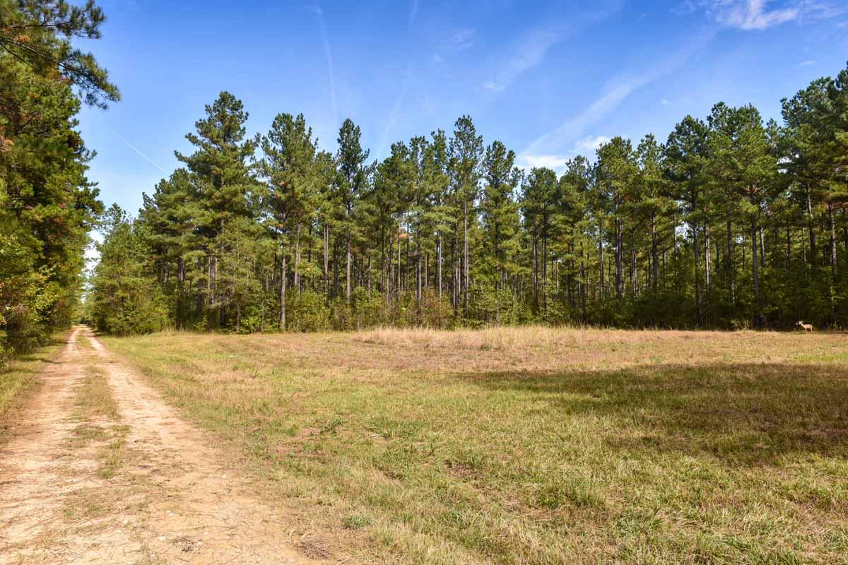 467 Weenee Road Jamestown, SC 29453 - Photo 49 of 49 467WeeNeeJamestownSC-7538