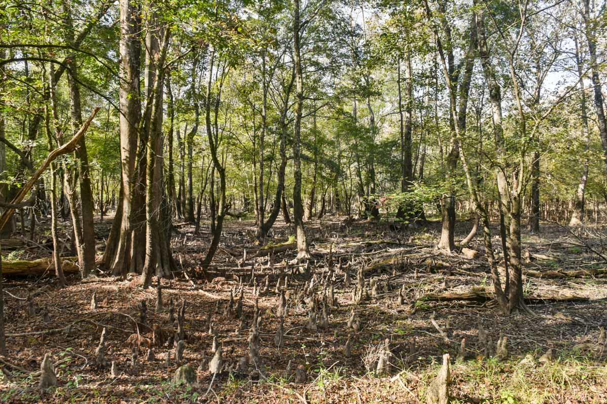 467 Weenee Road Jamestown, SC 29453 - Photo 8 of 49 467WeeNeeJamestownSC-7367