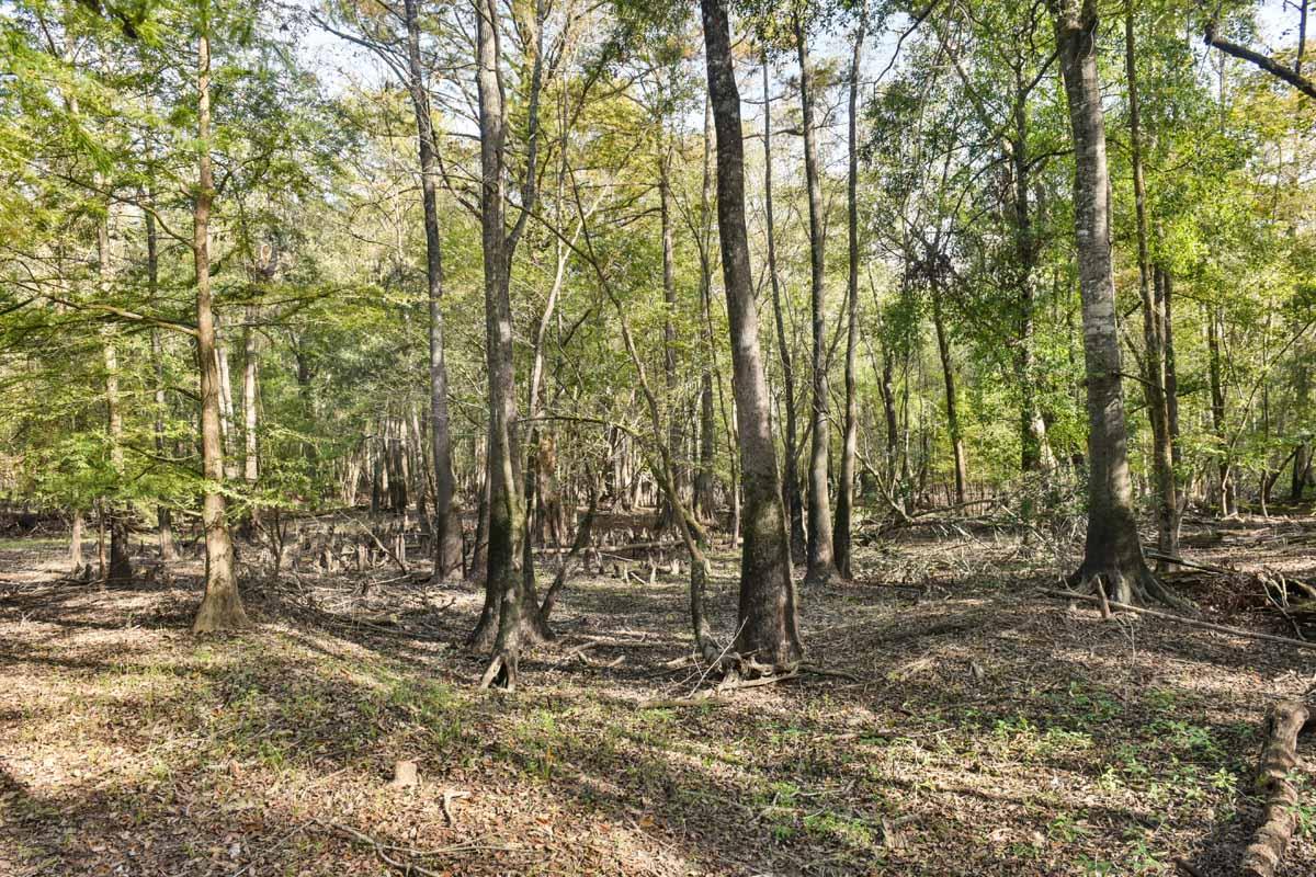 467 Weenee Road Jamestown, SC 29453 - Photo 10 of 49 467WeeNeeJamestownSC-7369