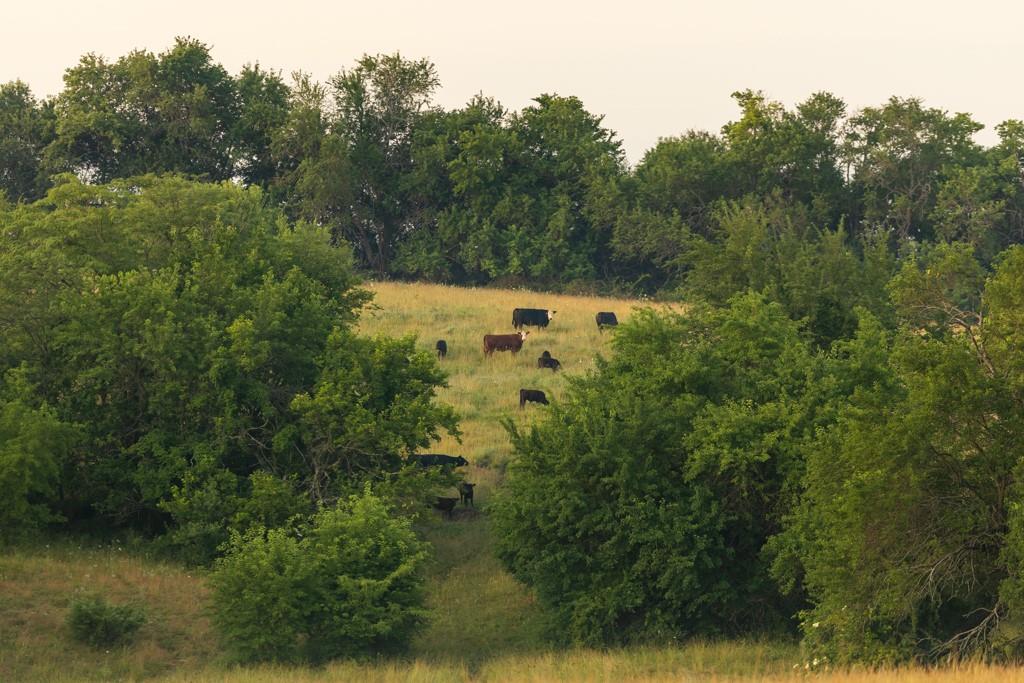 0 Southeast Oliver Road Cowgill, MO 64637 - Photo 34 of 56