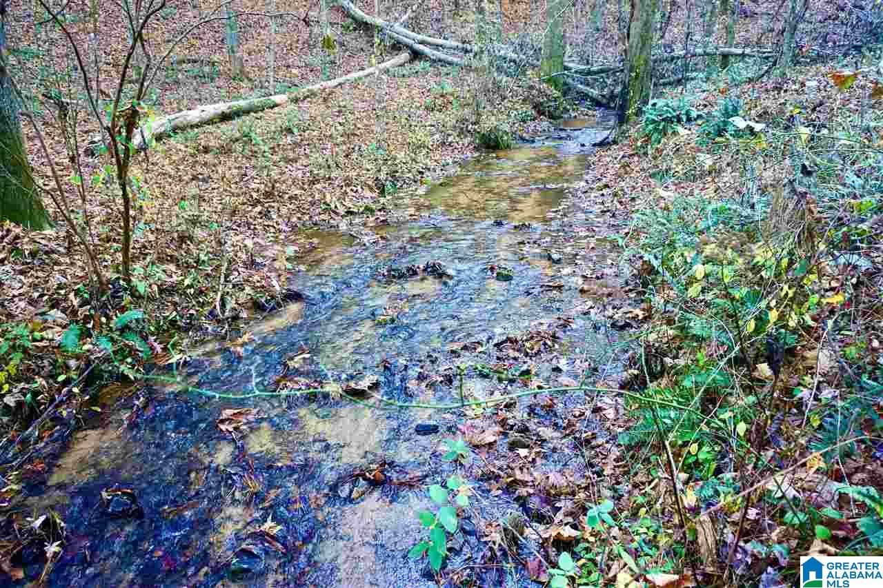 0 Whites Gap Road Jacksonville, AL 36265 - Photo 7 of 31