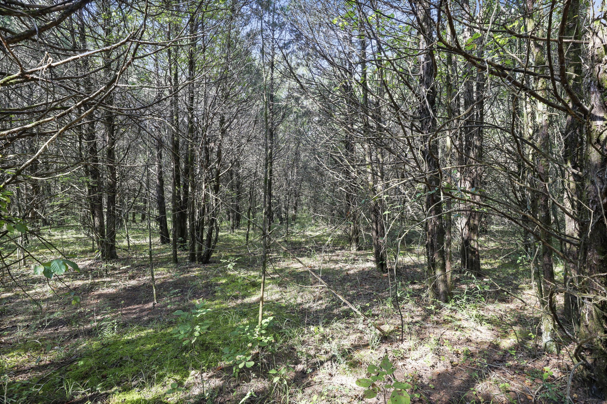 0 Christiana Fosterville Road Christiana, TN 37037 - Photo 6 of 15 a big yard with lots of green space and plants