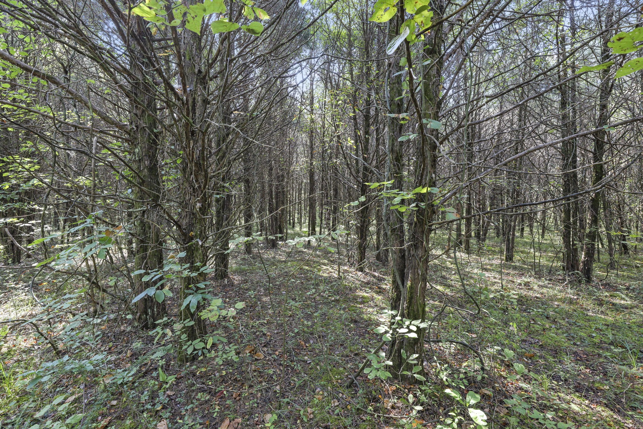 0 Christiana Fosterville Road Christiana, TN 37037 - Photo 7 of 15 a view of outdoor space with trees