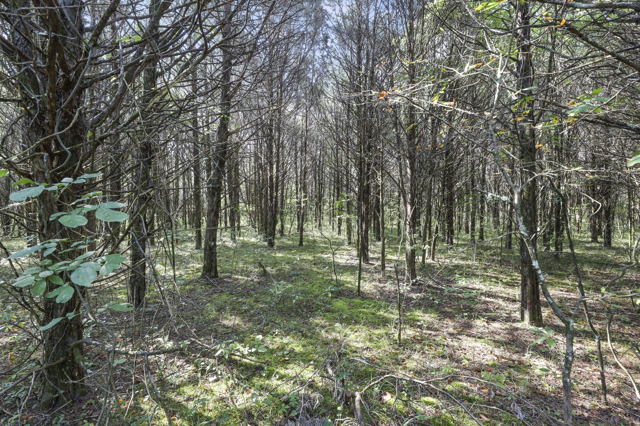 0 Christiana Fosterville Road Christiana, TN 37037 - Photo 8 of 15 a big yard with lots of green space and trees