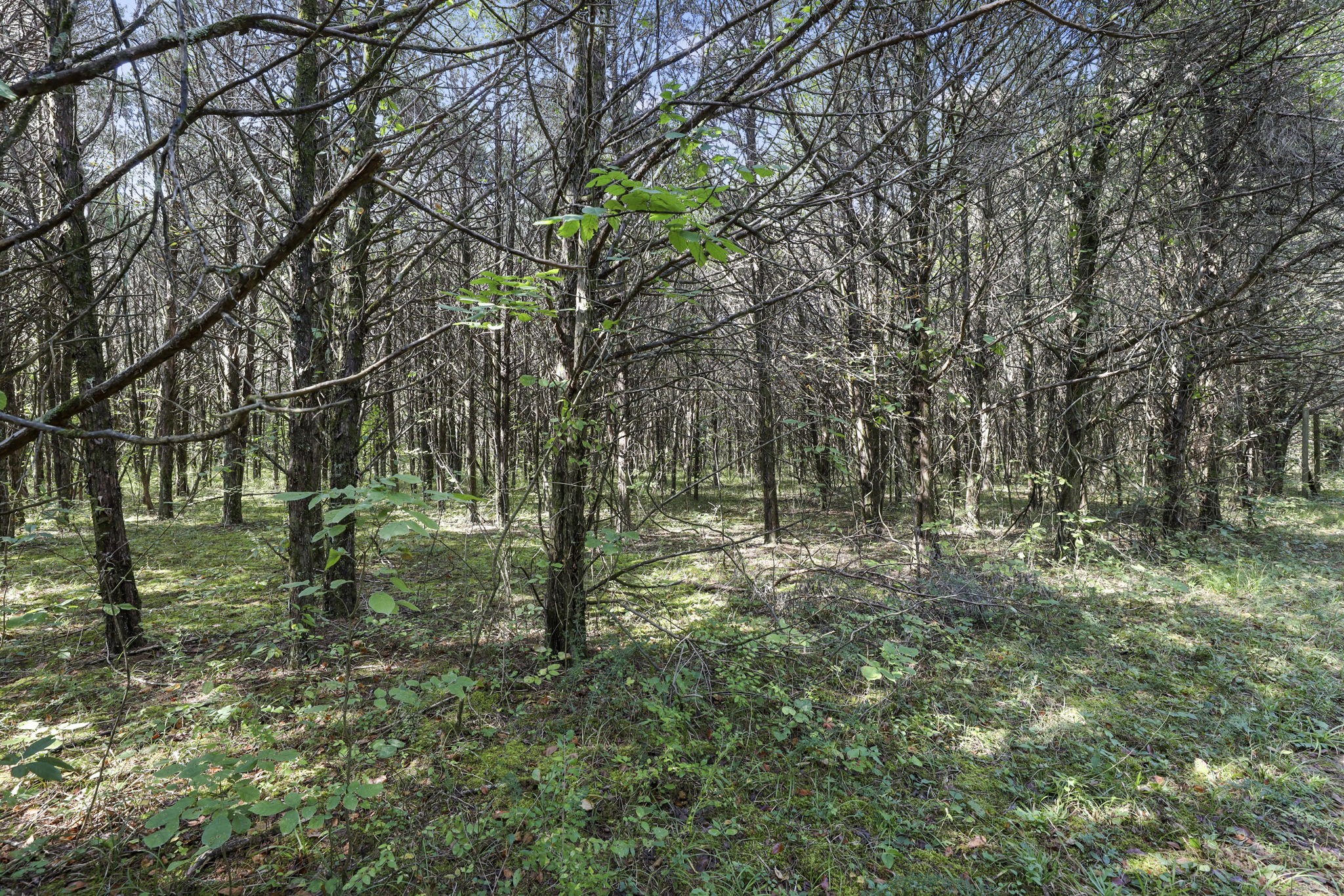 0 Christiana Fosterville Road Christiana, TN 37037 - Photo 9 of 15 a view of a forest with trees