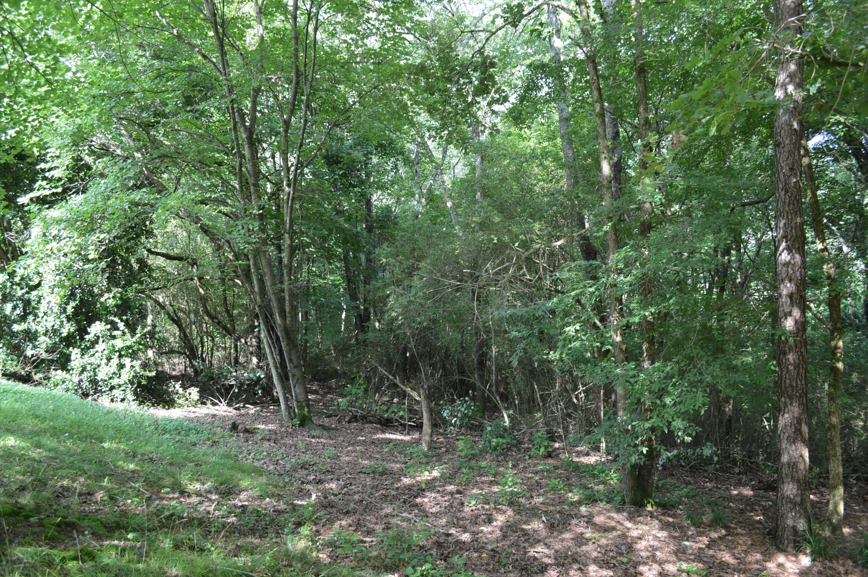 3525 Buchanan Road Southeast Cleveland, TN 37323 - Photo 12 of 31 DSC_0249