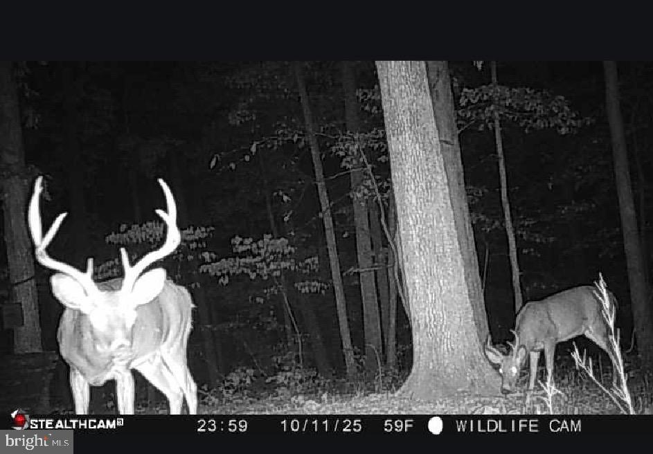 214 Walnut Drive Clear Brook, VA 22624 - Photo 67 of 75 Lots of big bucks