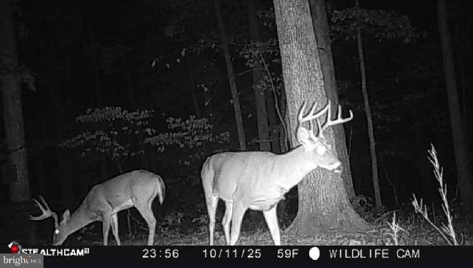 214 Walnut Drive Clear Brook, VA 22624 - Photo 68 of 75 Amazing wildlife at your backdoor