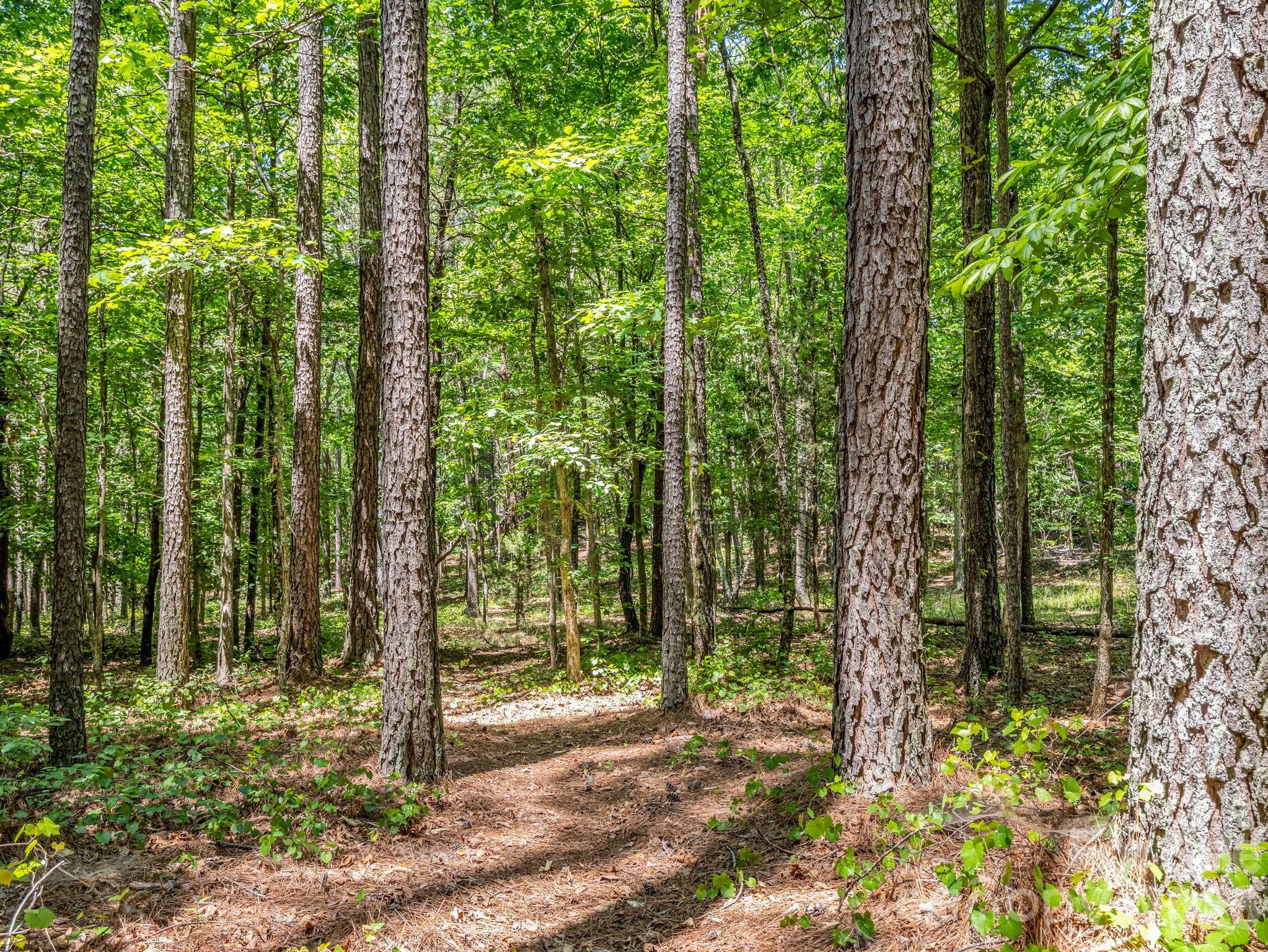 0 Jim Dobbins Road Rutherfordton, NC 28139 - Photo 38 of 39 a view of backyard with trees