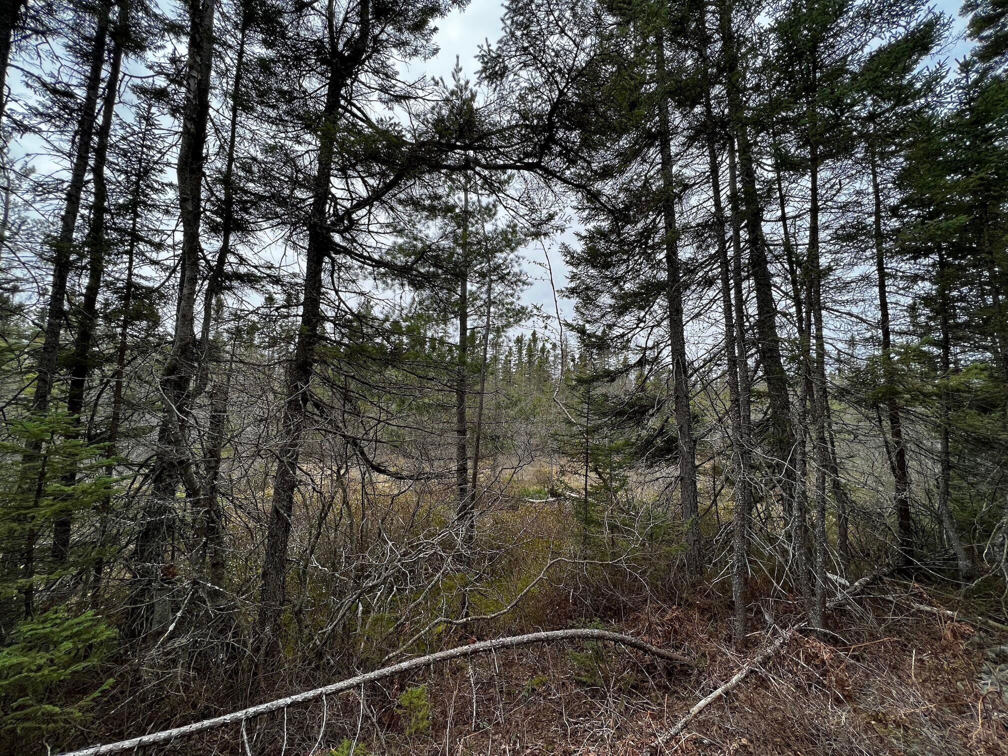 11151 North Whitefish Point Road Paradise, MI 49768 - Photo 5 of 10 Gallery Image 5