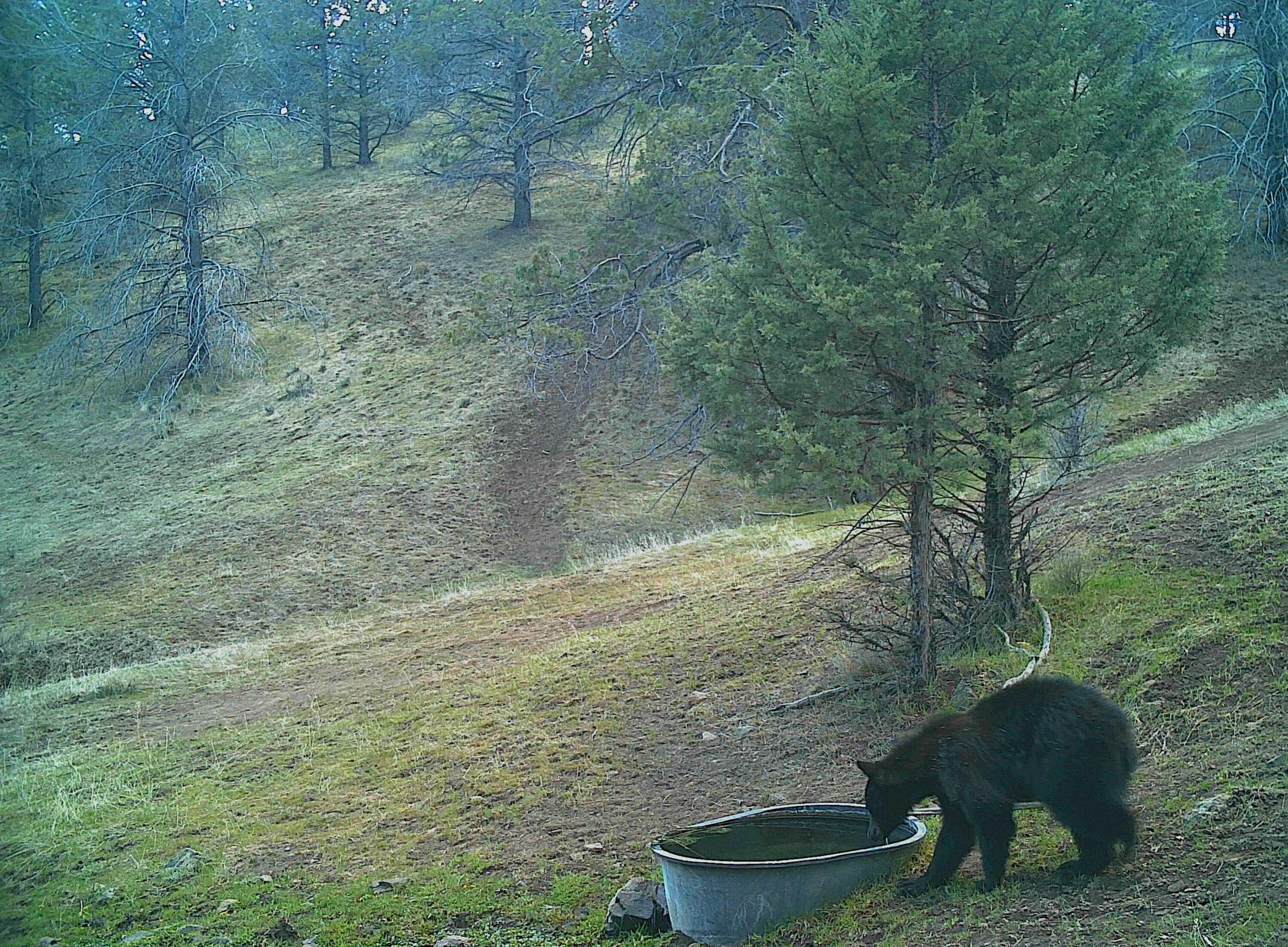 Wiley Creek Road Road, Unit 2406 Mount Vernon, OR 97865 - Photo 18 of 27 bear