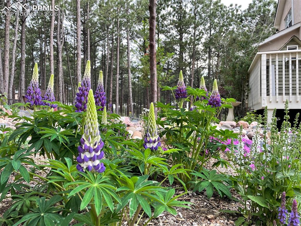 17725 Martingale Road Monument, CO 80132 - Photo 44 of 50 a small garden covered with tall trees