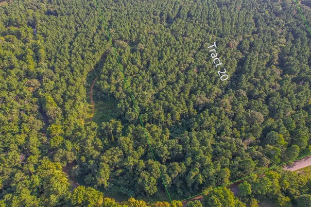 a close up of a plant