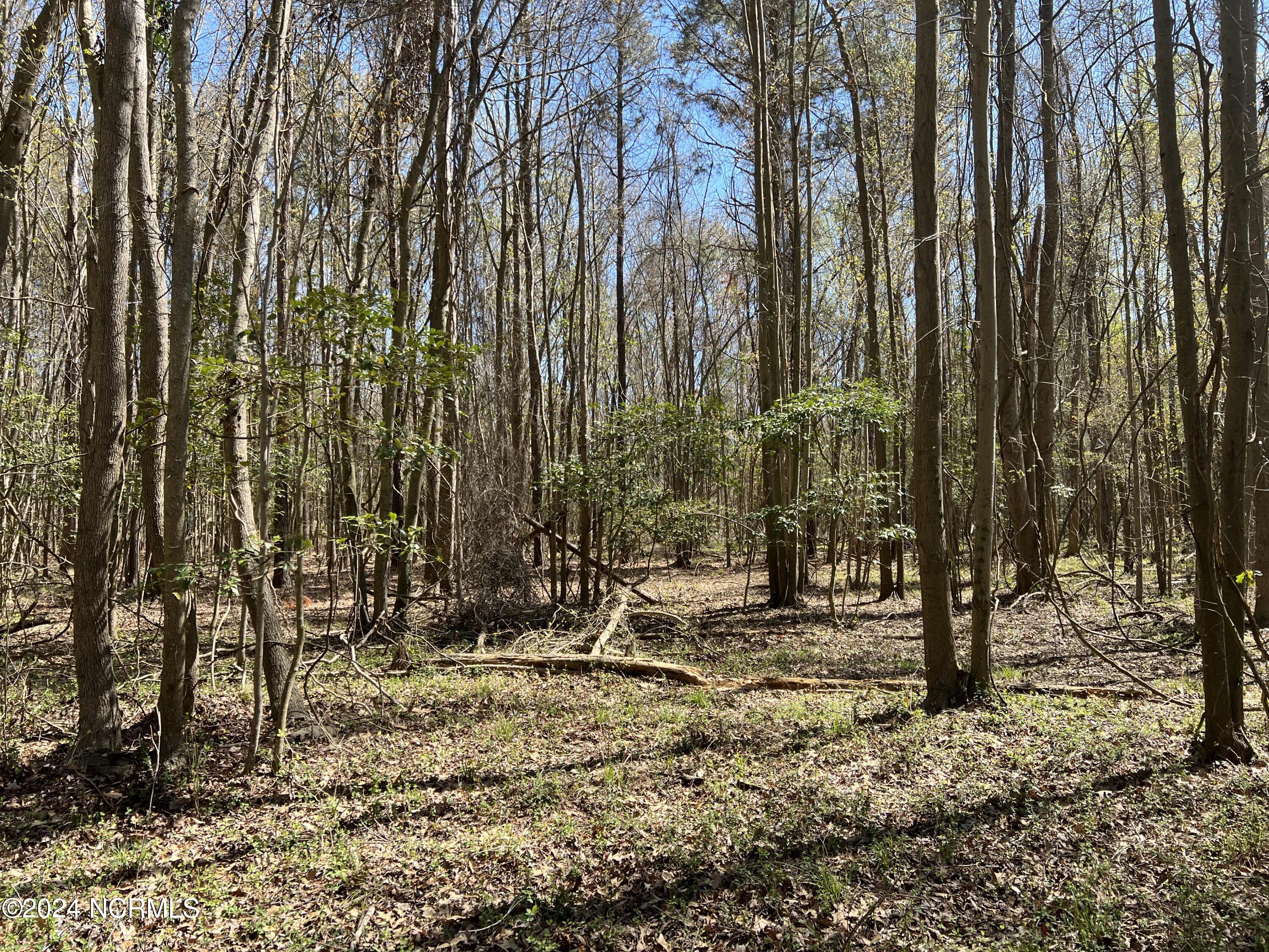 Lot #0 Sr 1736 Road Bath, NC 27808 - Photo 2 of 13 IMG_2692