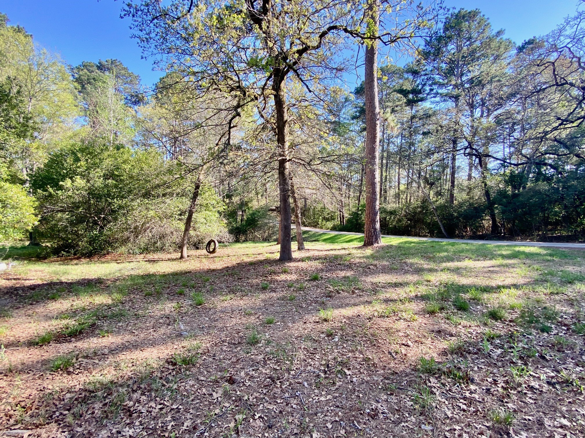 a view of a tree in a yard