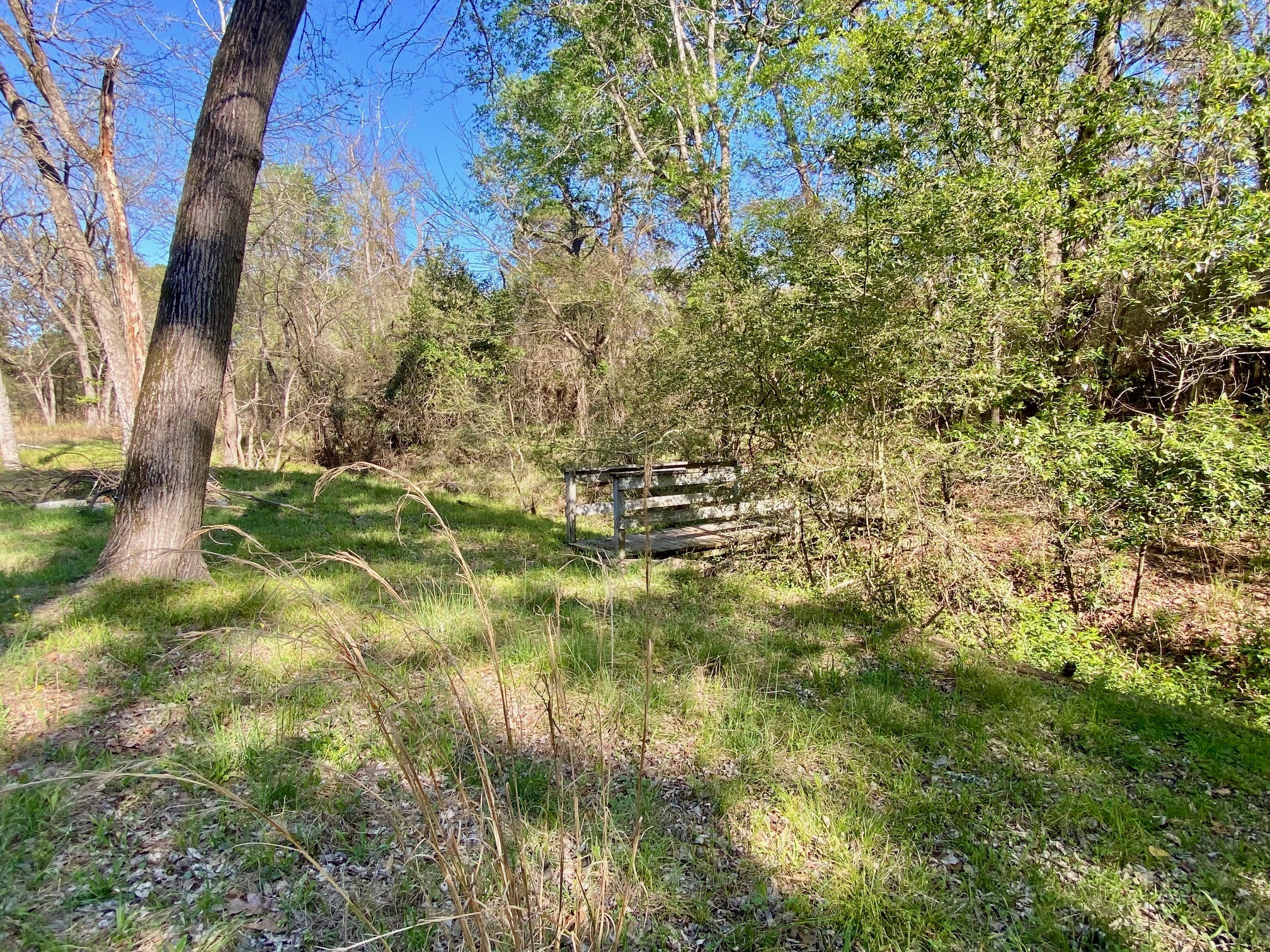 361 Beaver Run Grapeland, TX 75844 - Photo 3 of 12 a view of a yard with plants and trees