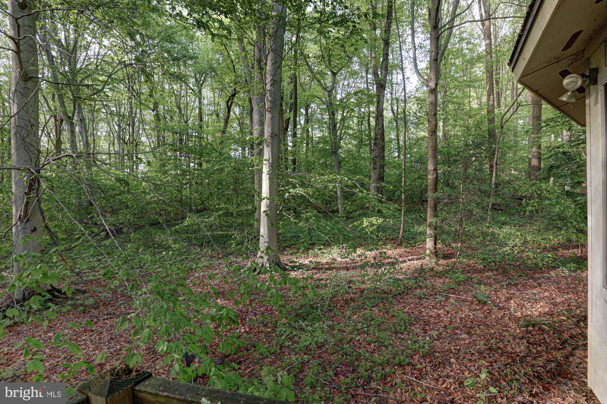 75 Good Hope Road Landenberg, PA 19350 - Photo 17 of 65 a view of a forest with trees in the background