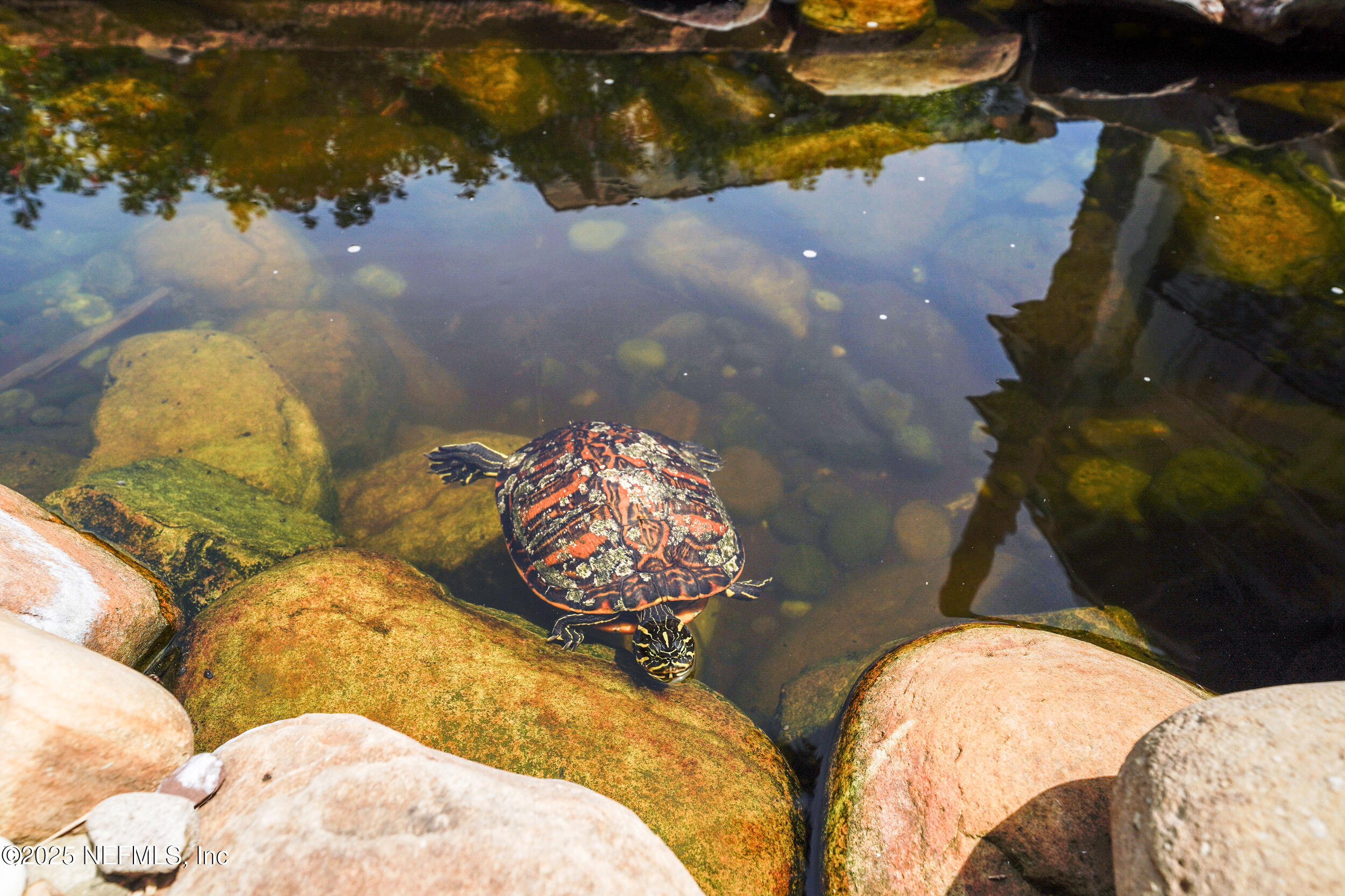 816 Ocean Front Neptune Beach, FL 32266 - Photo 65 of 65 Billy the turtle!