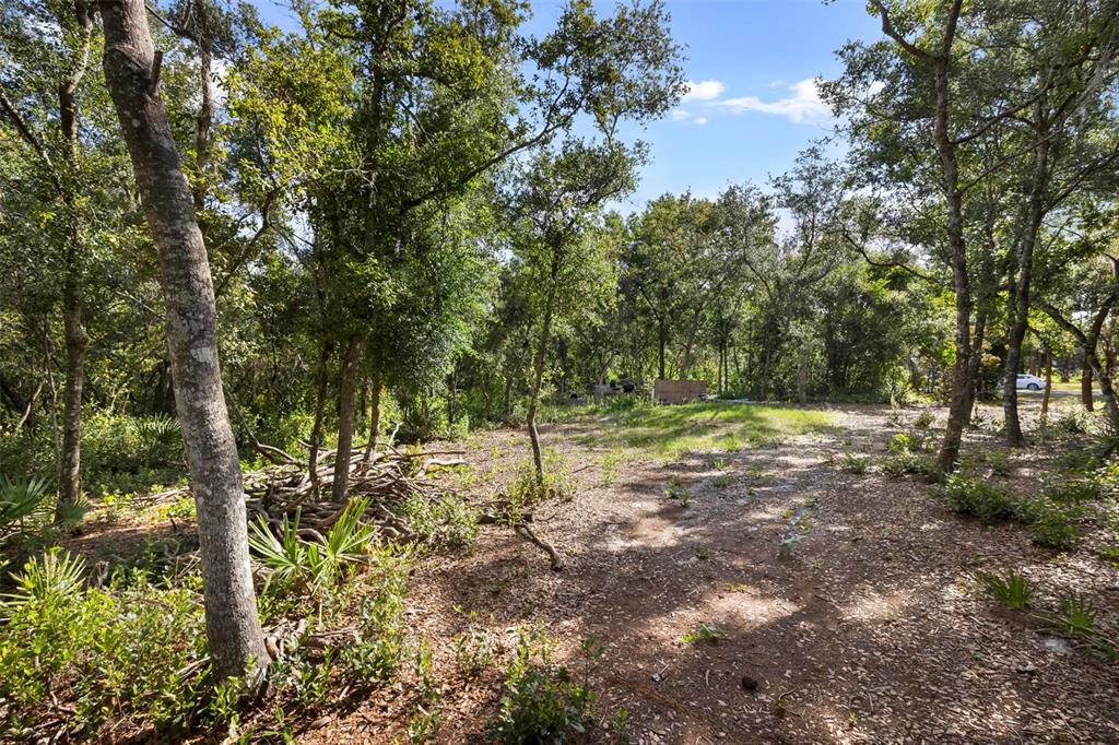 Doyle Road Deltona, FL 32725 - Photo 12 of 14 a view of a tree in a yard