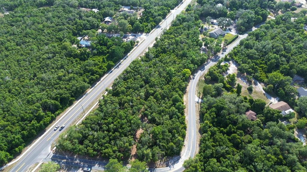Doyle Road Deltona, FL 32725 - Photo 8 of 14 a close up of a plant in a garden
