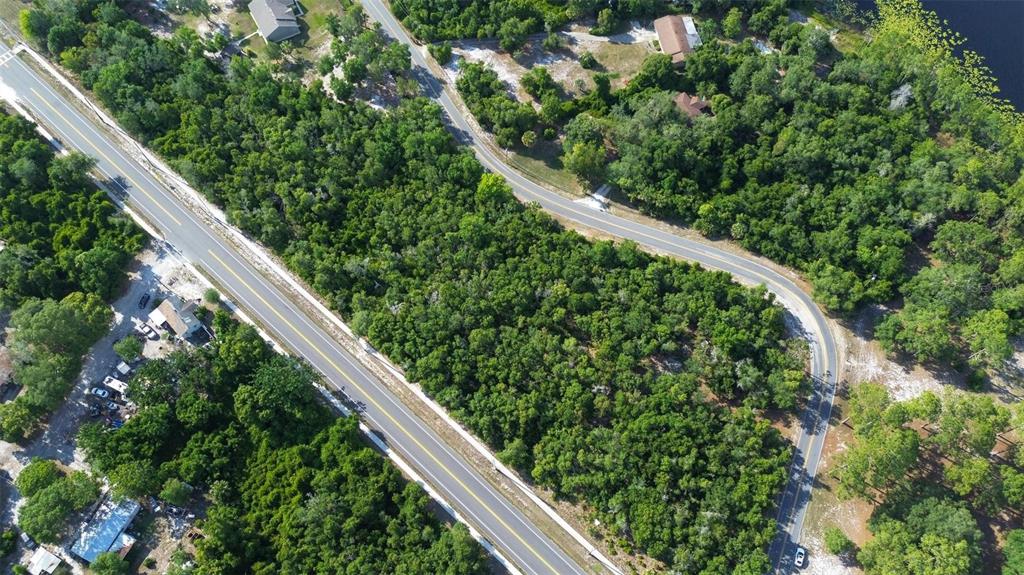 Doyle Road Deltona, FL 32725 - Photo 9 of 14 a close up of a plant in a forest