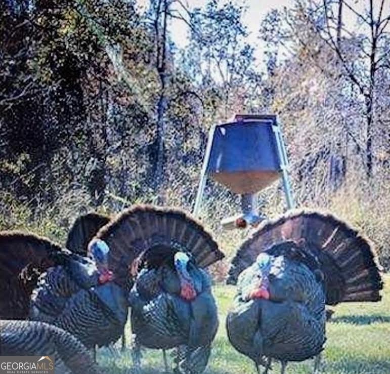 35 Tyler Road Naylor, GA 31641 - Photo 68 of 72