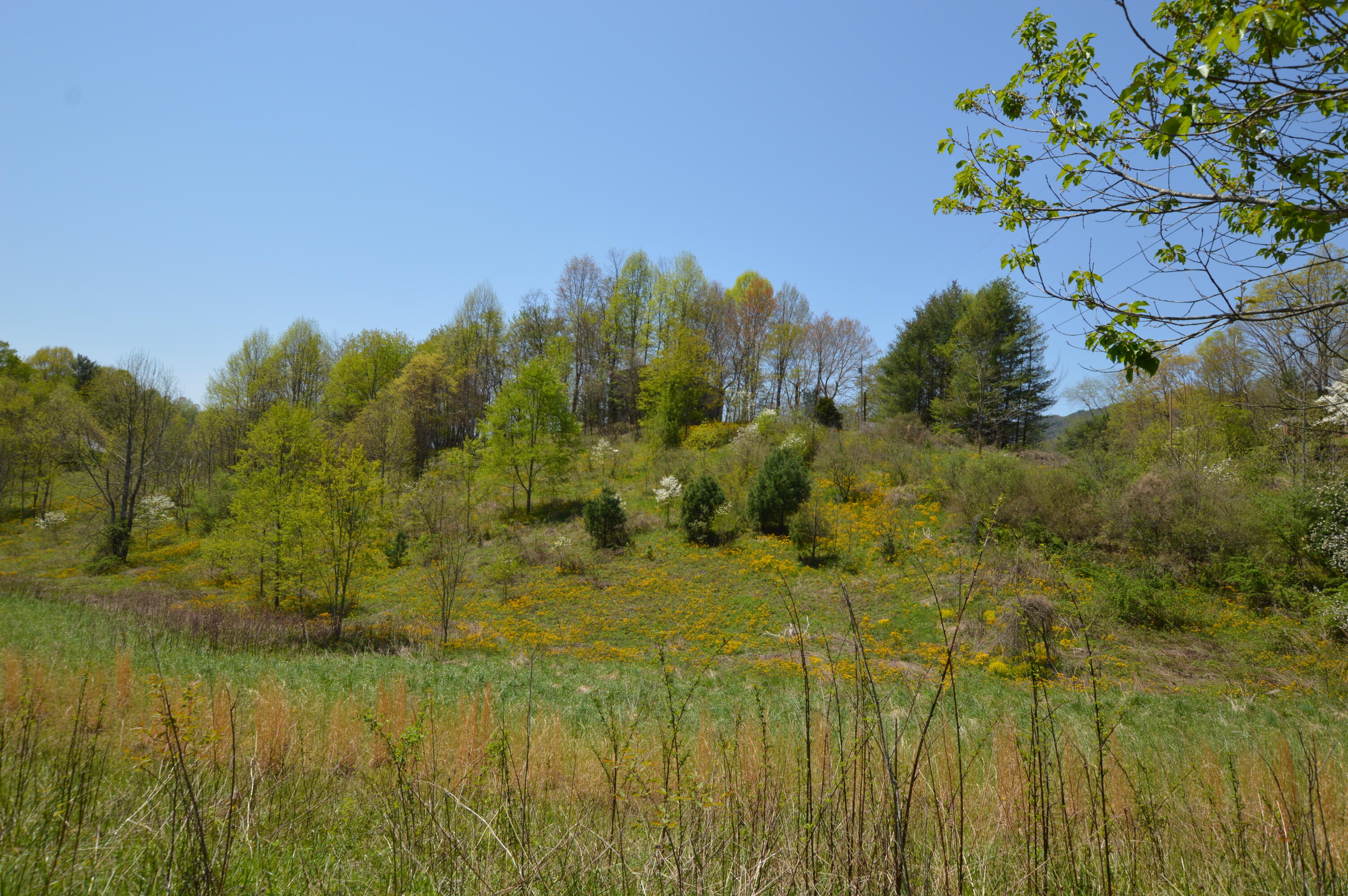 749 Piney Grove Road Hampton, TN 37658 - Photo 12 of 26 749 Piney11