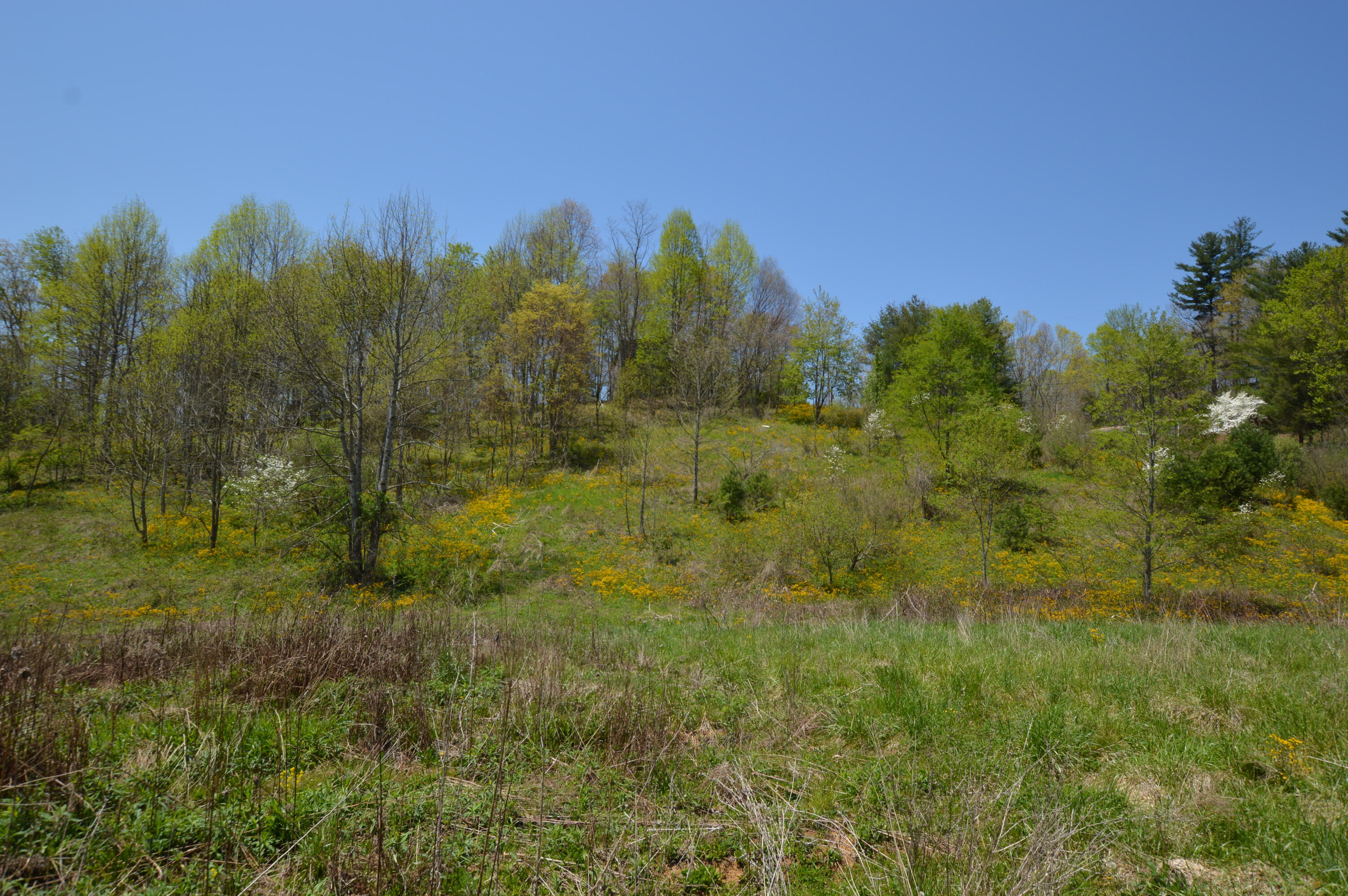 749 Piney Grove Road Hampton, TN 37658 - Photo 18 of 26 749 Piney17