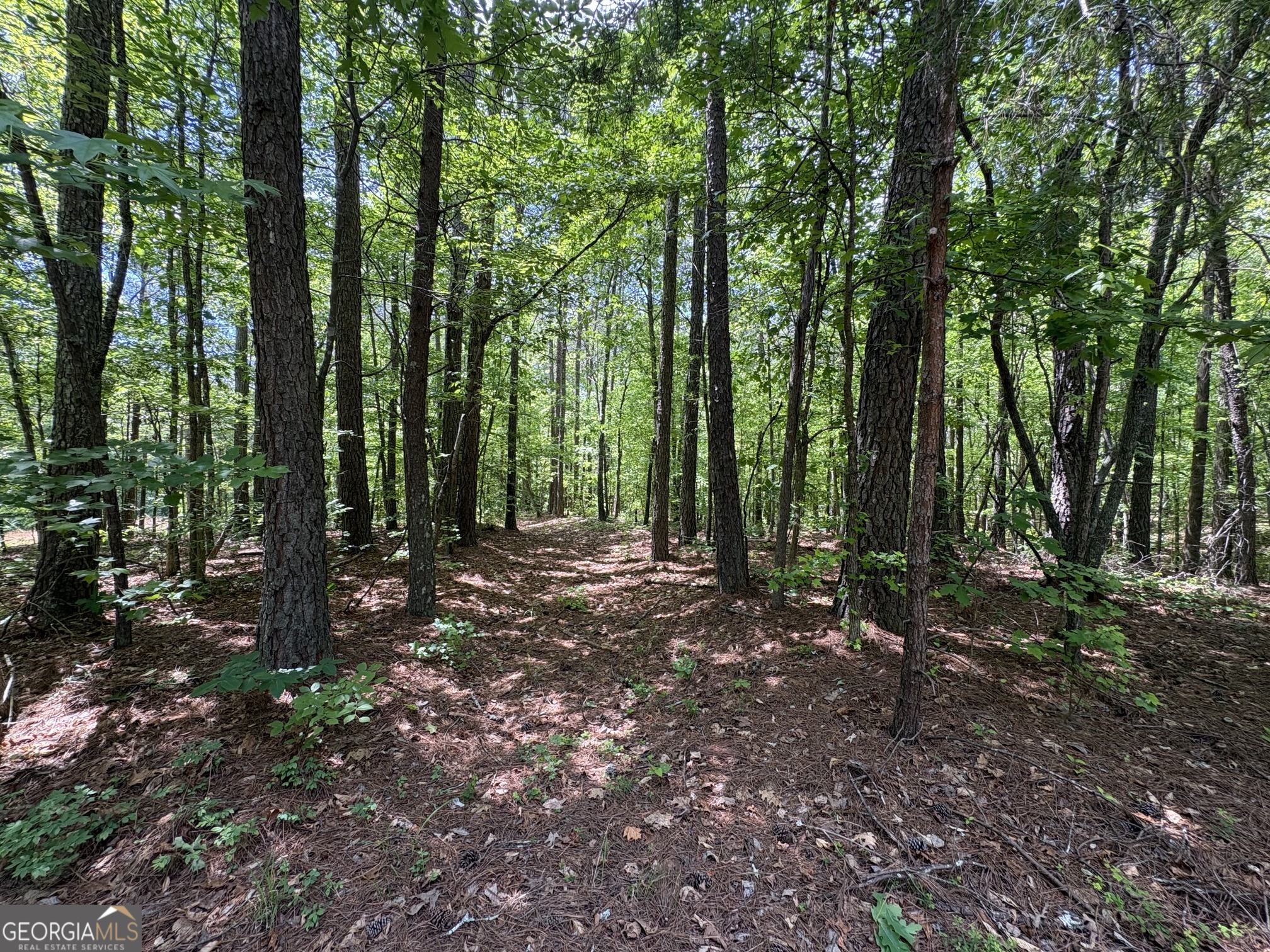 1933 Highway 101 Dallas, GA 30157 - Photo 33 of 40 View of the woods directly behind home