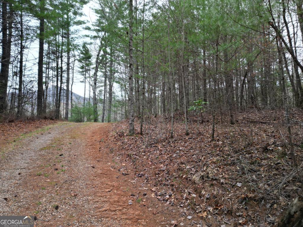 0 Grape Creek Road Murphy, NC 28906 - Photo 1 of 1 a view of a forest with trees in the background
