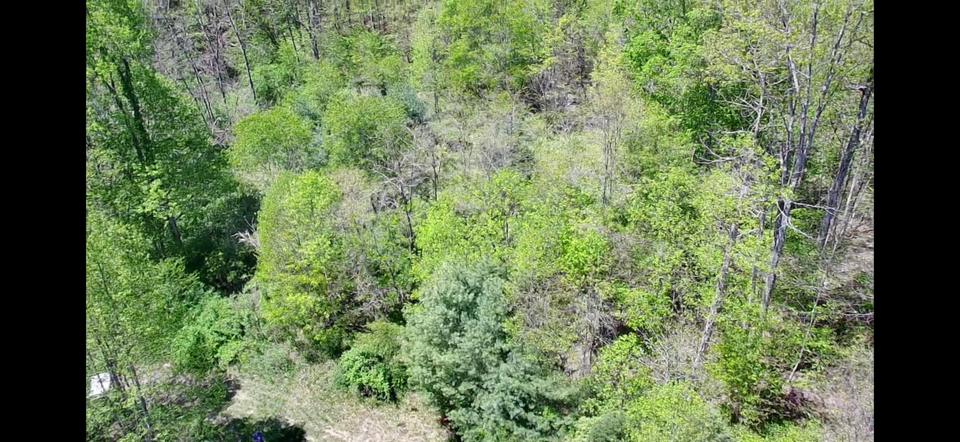 Tbd Bob Byrd Road Beeson, WV 24714 - Photo 8 of 18 Gallery Image 8