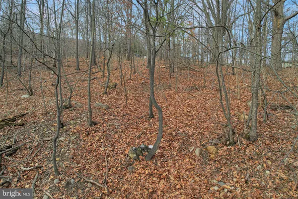 a view of a yard with trees and wooden fence