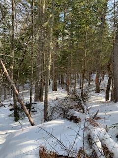 Tbd Gramps Way Stratton, ME 04982 - Photo 3 of 7 IMG_4387