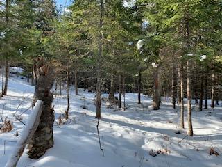 Tbd Gramps Way Stratton, ME 04982 - Photo 4 of 7 IMG_4389