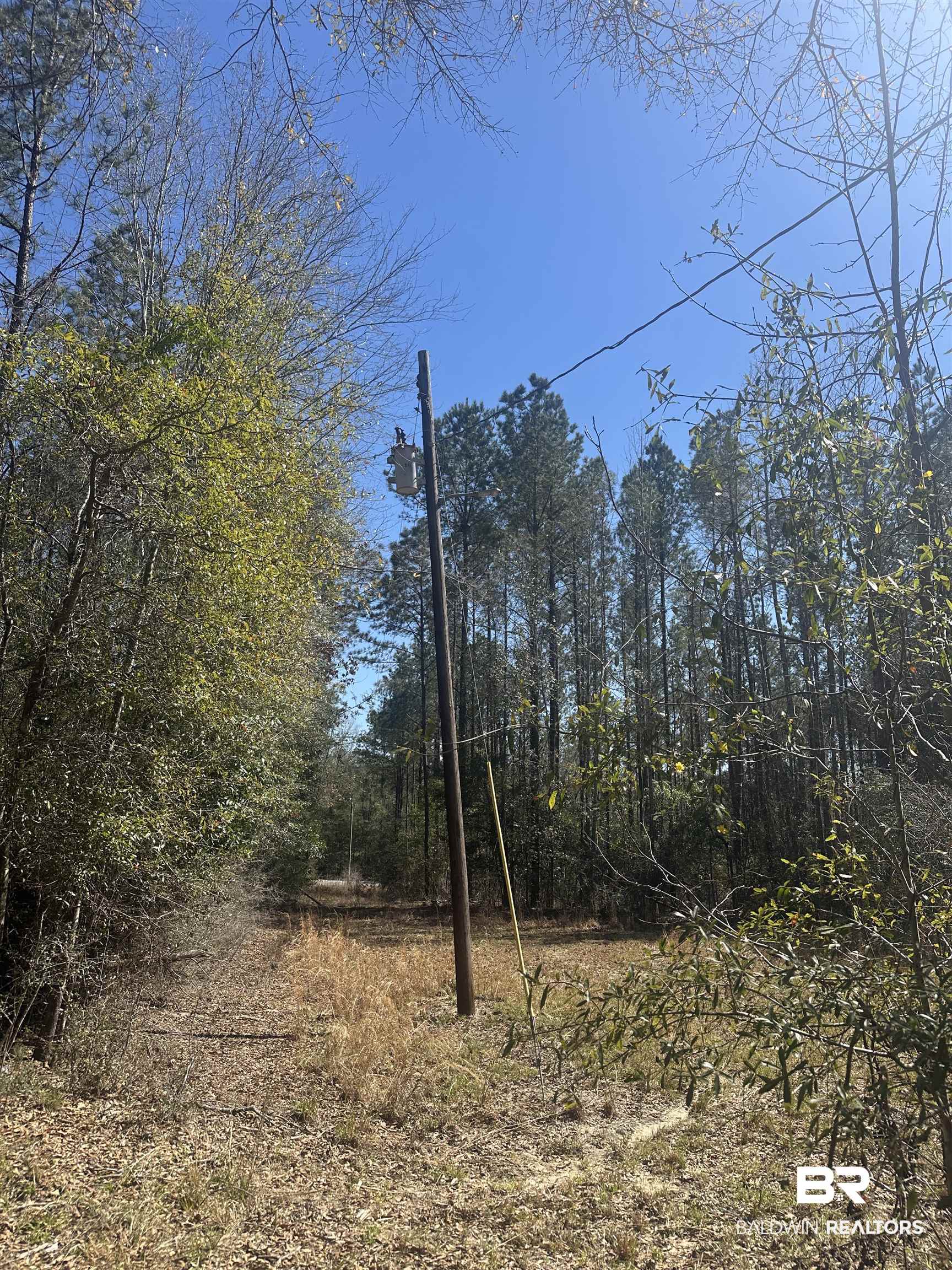 8557 County Road 34 Millry, AL 36558 - Photo 19 of 36 View of local wilderness