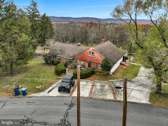 a close up of a tree