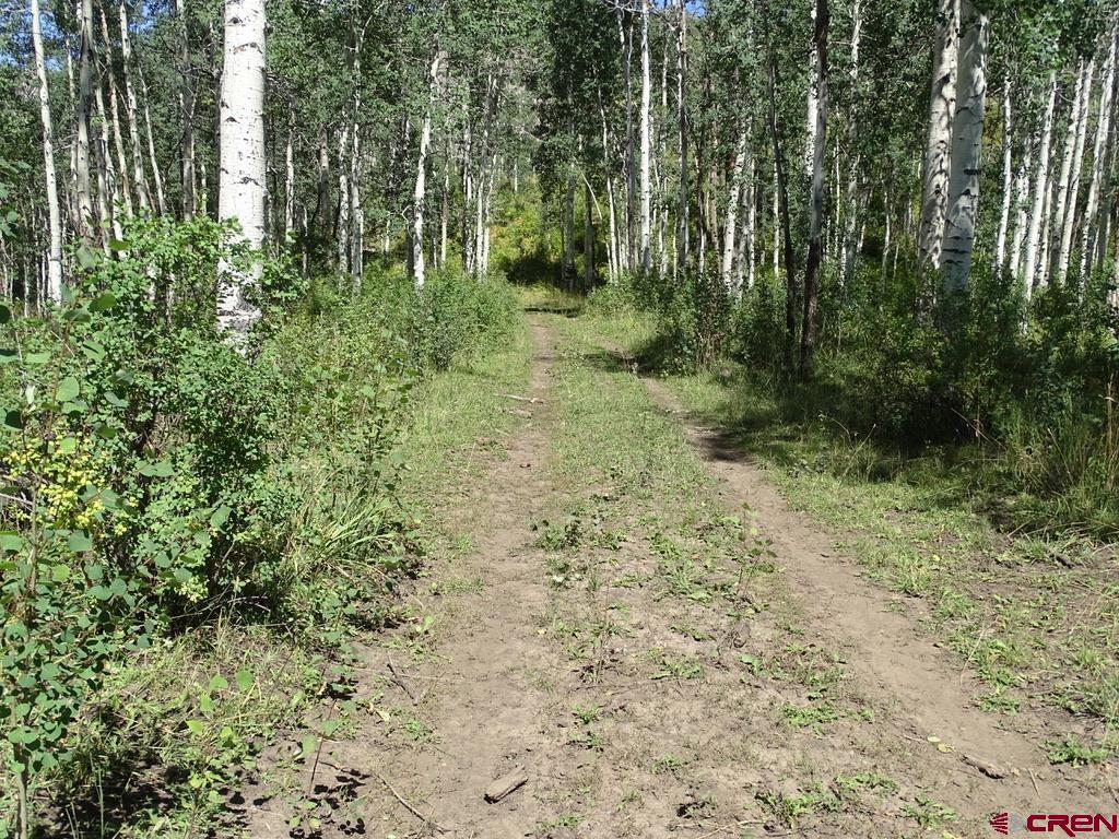 0 Groundhog Reservoir Road, Unit POND ROCK ELK & CATTLE Norwood, CO 81423 - Photo 29 of 35 a view of a yard with plants and large trees