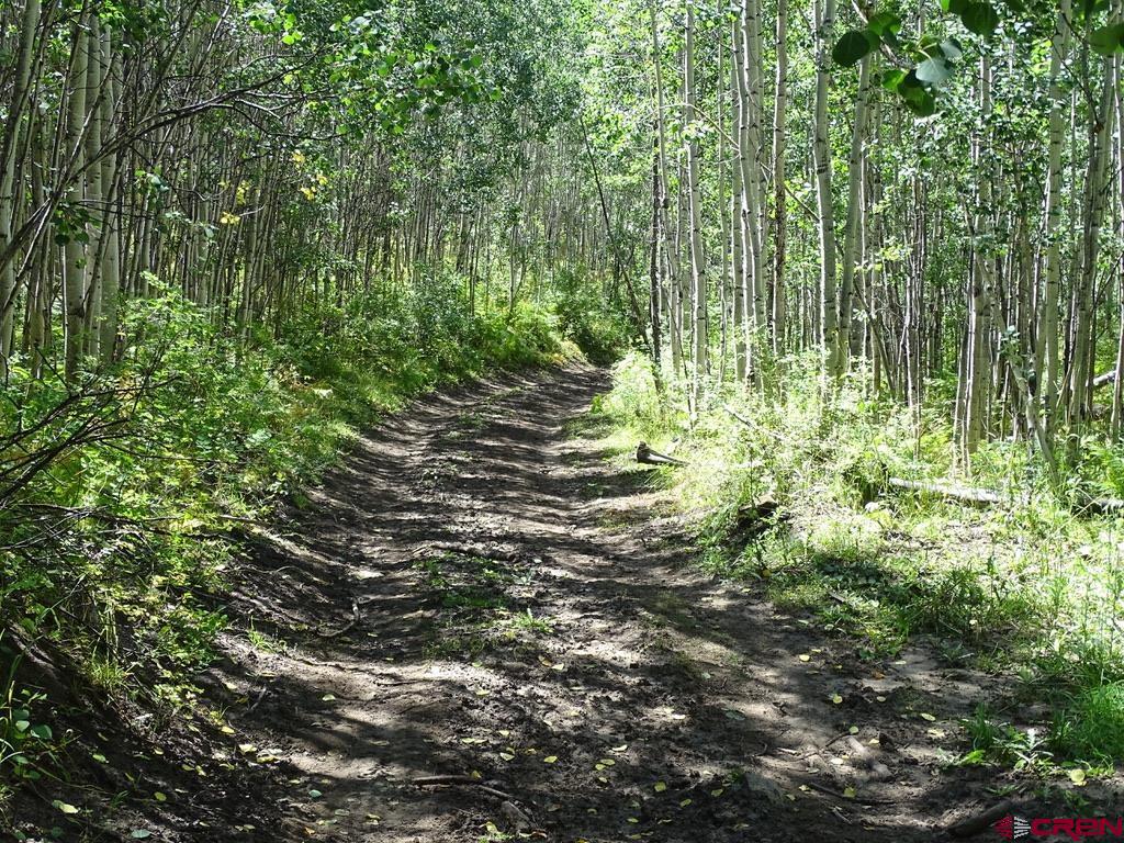 0 Groundhog Reservoir Road, Unit POND ROCK ELK & CATTLE Norwood, CO 81423 - Photo 31 of 35 a plant view in yard