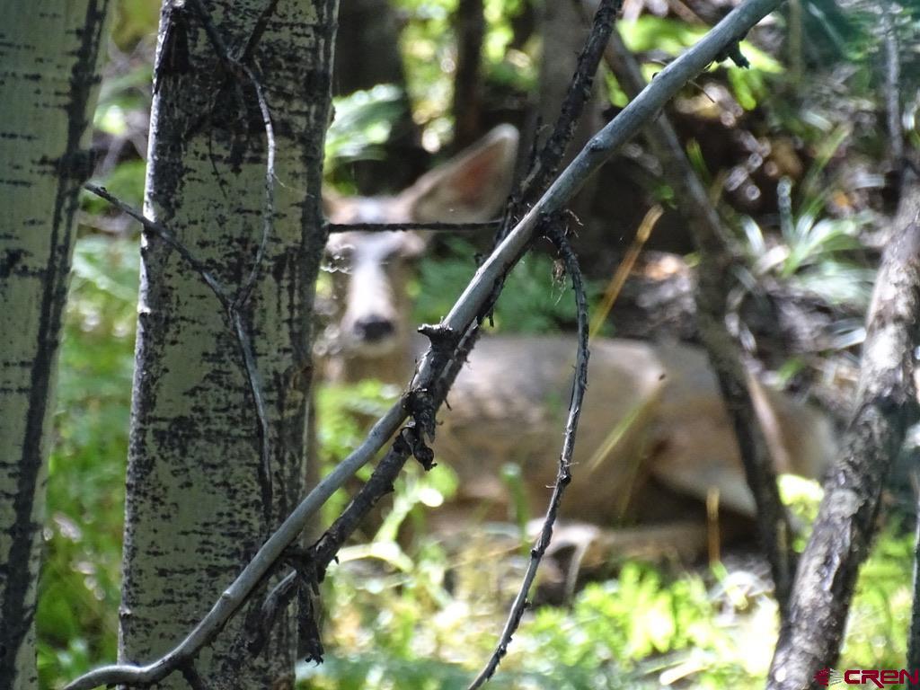 0 Groundhog Reservoir Road, Unit POND ROCK ELK & CATTLE Norwood, CO 81423 - Photo 8 of 35 a close up of a tree