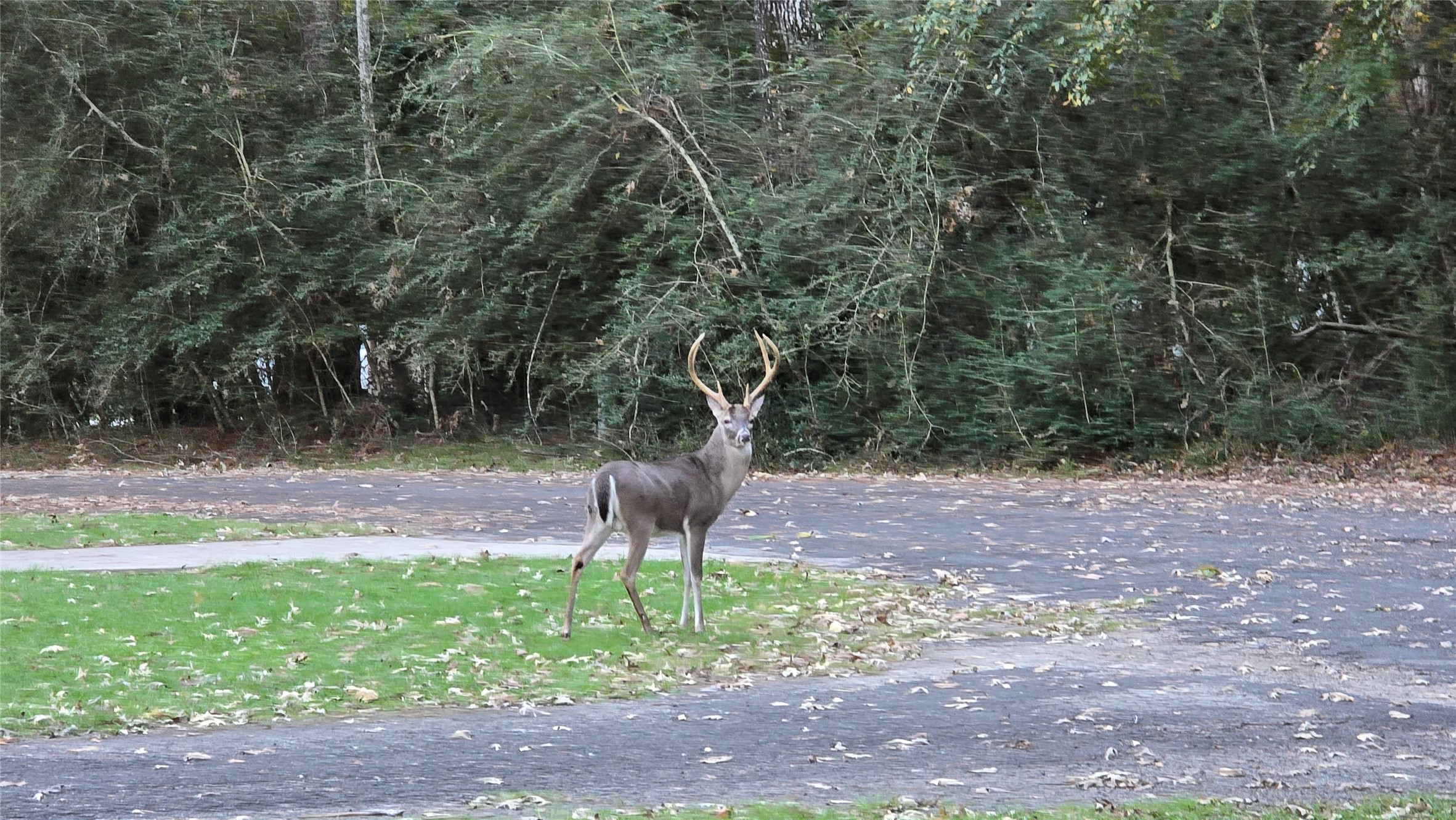 184 Birch Trinity, TX 75862 - Photo 13 of 50 Photo of Trophy from the Front Porch!!