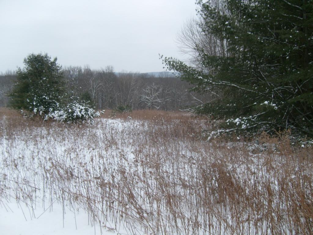 0 Fish Hill Road Willet, NY 13863 - Photo 1 of 6 Gallery Image 1